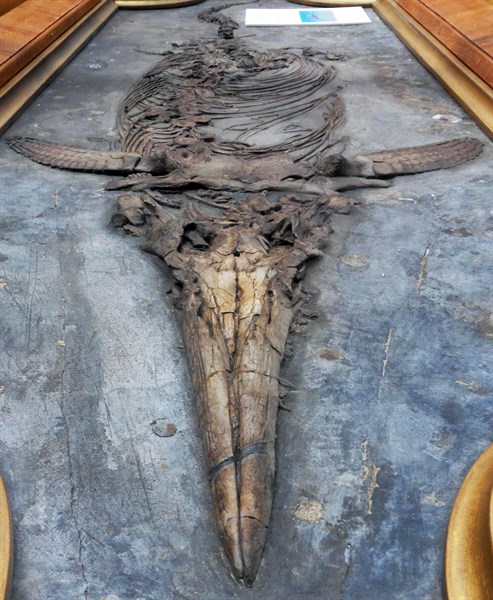 The Duke of Marlborough's Ichthyosaur