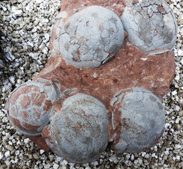 Dinosaur egg from Henau Province