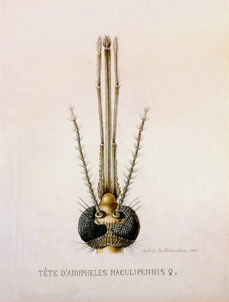 Head of the Anopheles Mosquito showing thefemale mouthparts