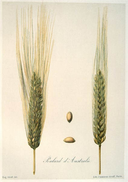 Plate showing variety Poulard d'Australie