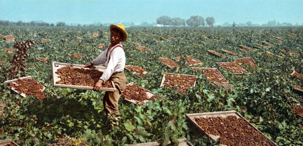 African American child labourer, 1901
