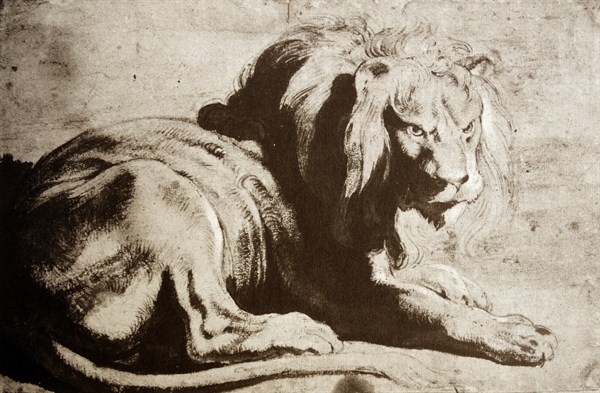 Black chalk and wash heightened with white illustration of a Lion