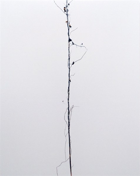 Untitled chromogenic print by Éric Poitevin