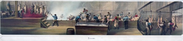 Pork packing in Cincinnati - Killing