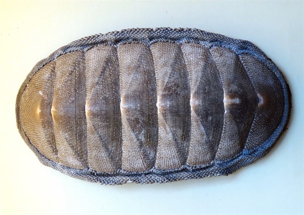 Chiton Magnificus, Chile