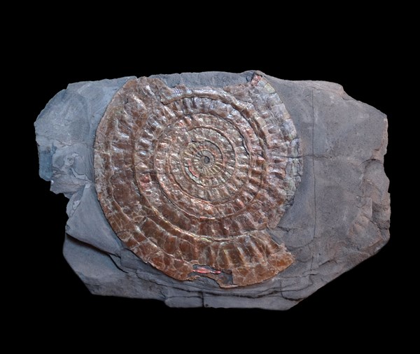 Caloceras johnstoni, Lower Jurassic, Wachet, Somerset