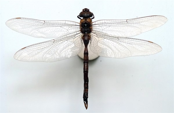 Aeshna Multicolour (Blue-eyed Darner)