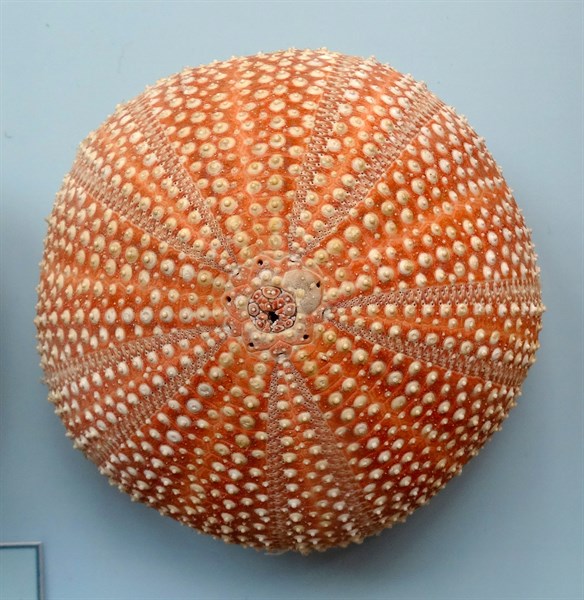 Echinus esculentus, British waters