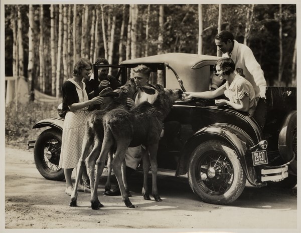 Photograph of a group of young people feeding wild life from their car in the Riding Mountain National Park, Canada