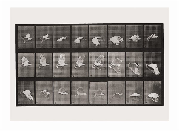 Eadweard Muybridge’s Bird in Flight 1887