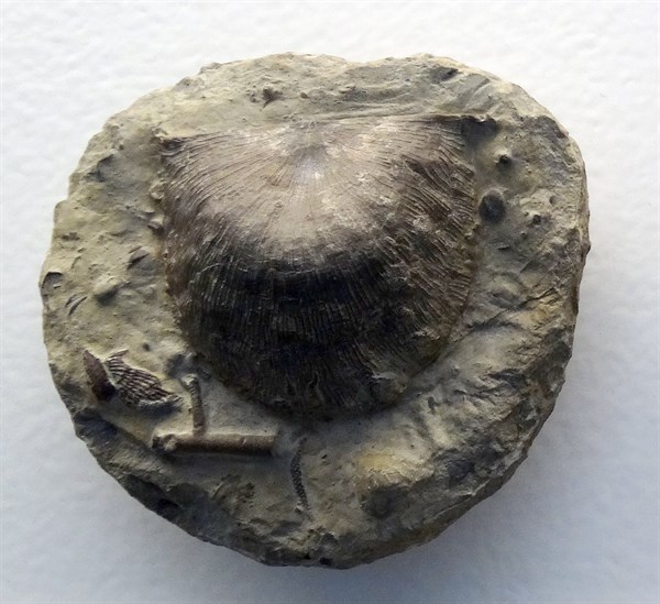 Strophonella euglypha from Worcestershire