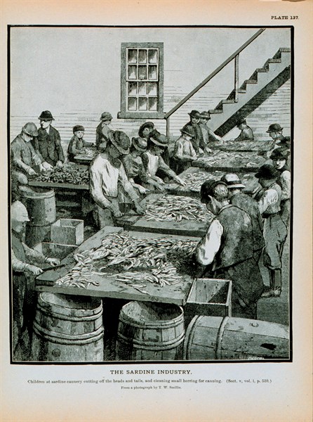 Children at sardine cannery cutting off the heads and tails of herring Cleaning herring for canning From a photograph by T. W. Smillie.