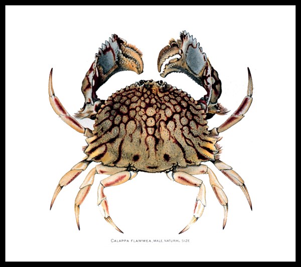 The Brachyura and Macrura of Porto Rico