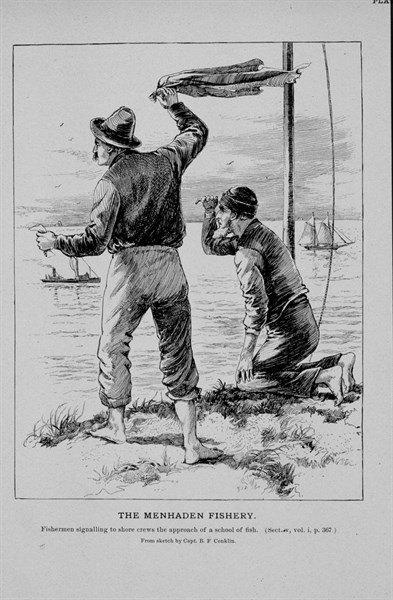 Fisherman signalling to shore crews the approach of a school of fish