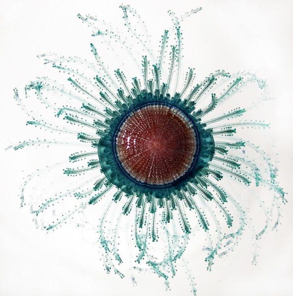 Porpita porpita