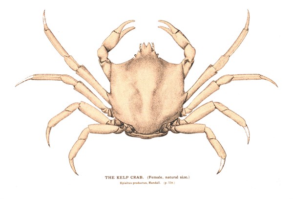 The Kelp Crab