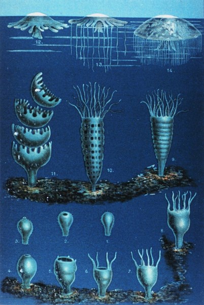 Die Entwickelung der Meduse