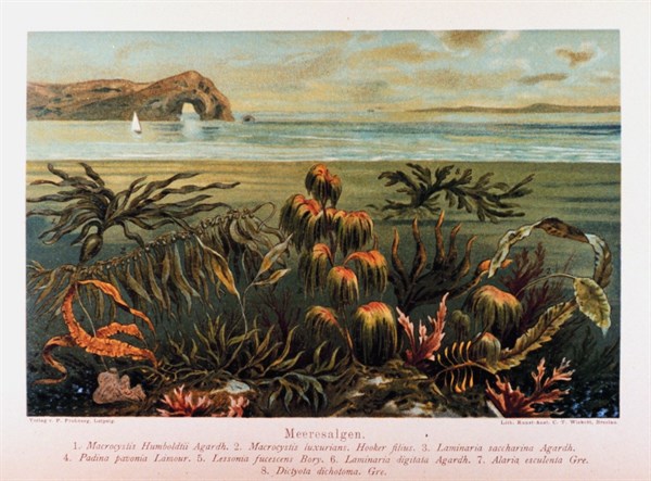 Meeresalgen in: Das Meer by M. J. Schleiden