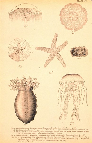 Echinoderms