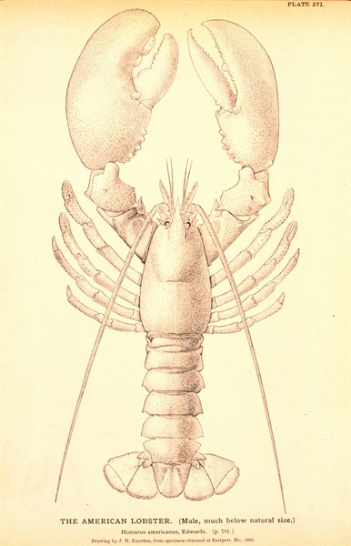 American Lobster