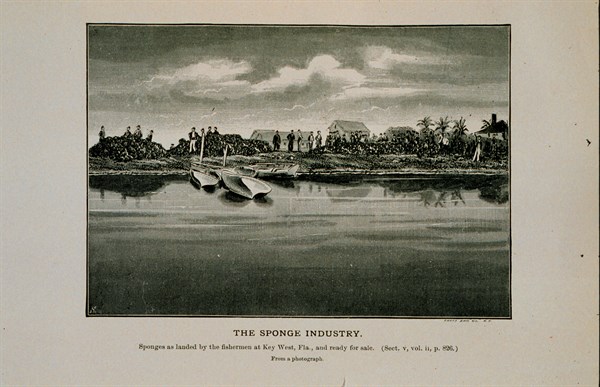 Sponges as landed by the fishermen at Key West