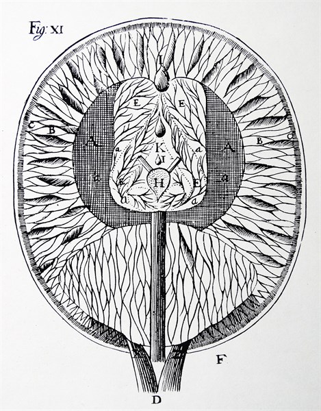 Descartes's drawing of the human brain. From Rene Descartes Opera Philosophica
