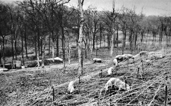 WWII: French army barbed wire (chevaux de frise) fences at a front line position 1940