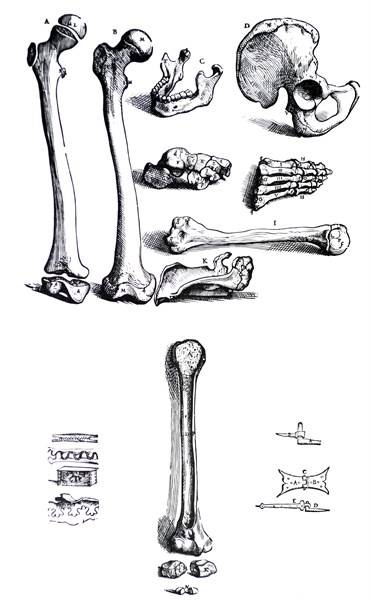 Plates from the First Book of the De Humani Corporis Fabrica by Vesalius