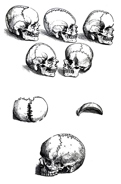 Plates from the First Book of the De Humani Corporis Fabrica by Vesalius
