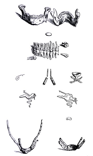 Plates from the First Book of the De Humani Corporis Fabrica by Vesalius