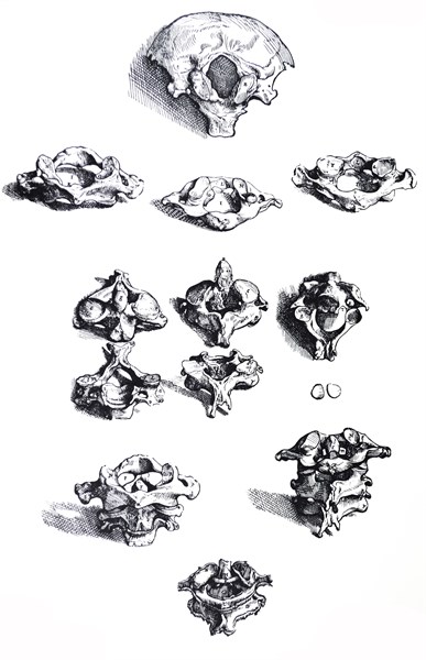 Plates from the First Book of the De Humani Corporis Fabrica by Vesalius