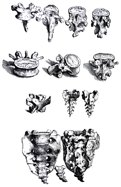 Plates from the First Book of the De Humani Corporis Fabrica by Vesalius