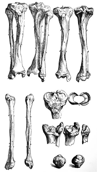 Plates from the First Book of the De Humani Corporis Fabrica by Vesalius