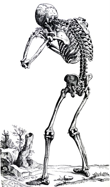 Plates from the First Book of the De Humani Corporis Fabrica by Vesalius