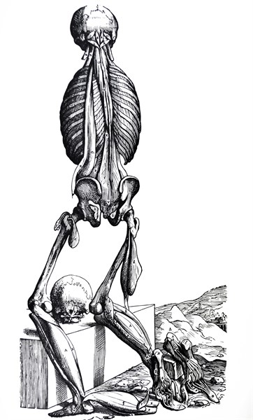 Plates from the Second Book of the De Humani Corporis Fabrica by Vesalius