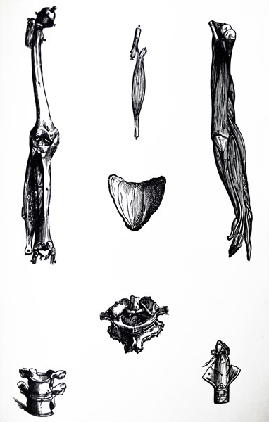 Plates from the Second Book of the De Humani Corporis Fabrica by Vesalius