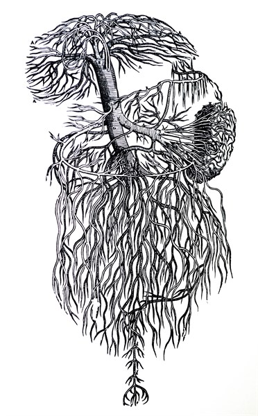 Plates from the Third Book of the De Humani Corporis Fabrica by Vesalius