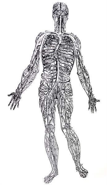 Plates from the Third Book of the De Humani Corporis Fabrica by Vesalius