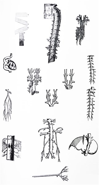 Plates from the Third Book of the De Humani Corporis Fabrica by Vesalius