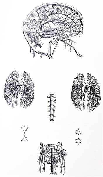 Plates from the Third Book of the De Humani Corporis Fabrica by Vesalius