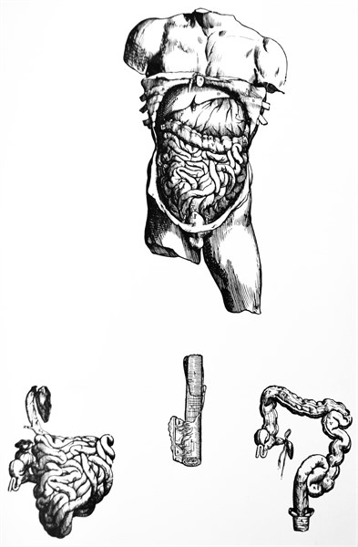 Plates from the Fifth Book of the De Humani Corporis Fabrica by Vesalius