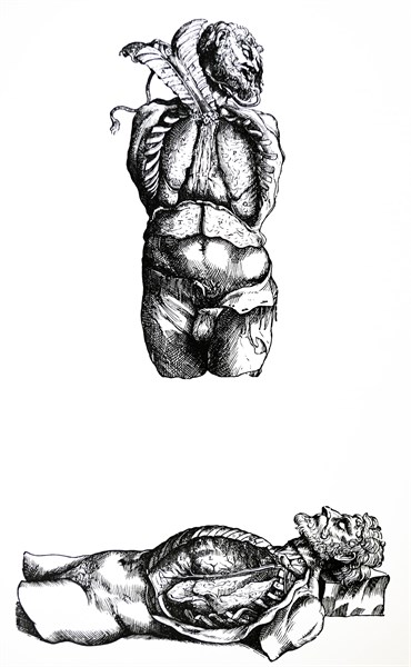 Plates from the Sixth Book of the De Humani Corporis Fabrica by Vesalius