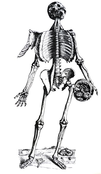 Plates from the Seventh Book of the De Humani Corporis Fabrica by Vesalius