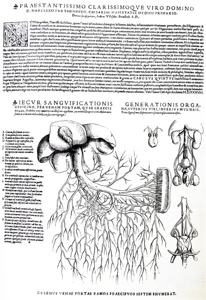 Plates from the Epitome of the De Humani Corporis Fabrica by Vesalius