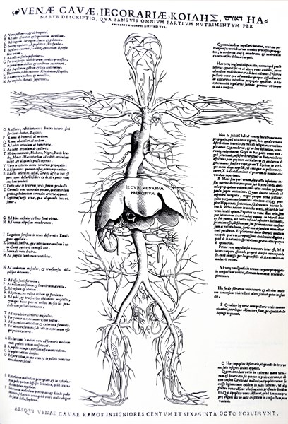 Plates from the Epitome of the De Humani Corporis Fabrica by Vesalius