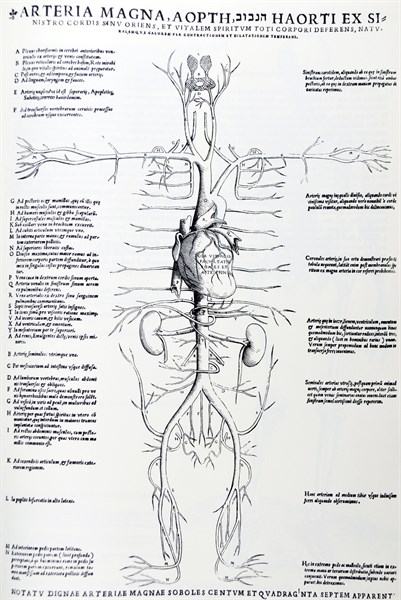 Plates from the Epitome of the De Humani Corporis Fabrica by Vesalius