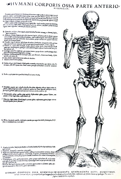 Plates from the Epitome of the De Humani Corporis Fabrica by Vesalius