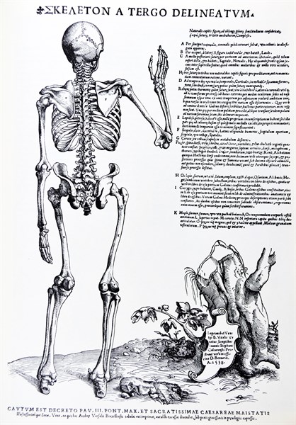 Plates from the Epitome of the De Humani Corporis Fabrica by Vesalius