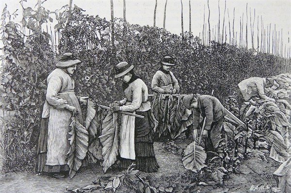 Tobacco in Kent