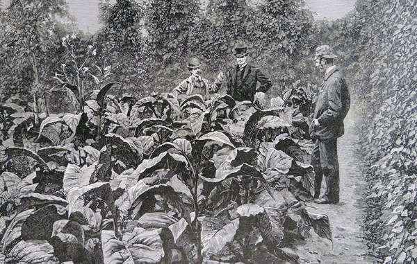 Tobacco in Kent